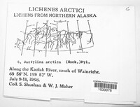 Dactylina arctica image